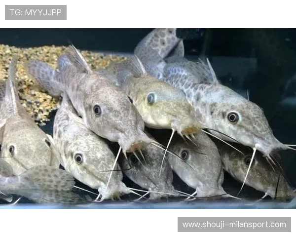 博鱼官网平台优惠政策最新更新详解让你轻松获取专属福利 博鱼官网平台优惠政策最新更新详解让你轻松获取专属福利